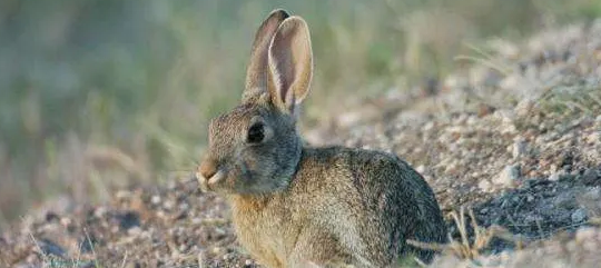银狐兔的品种有哪些？感兴趣的都来瞧瞧