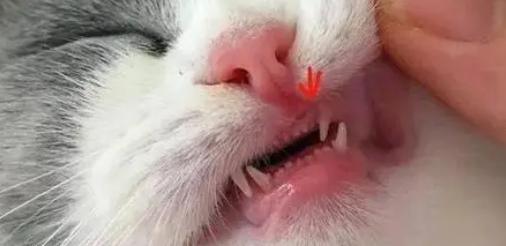 小猫什么时候长牙？你们知道吗？