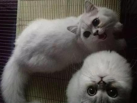 今日话题：12个星座最适合养的猫是什么？