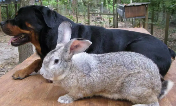 巨型花明兔该如何饲养，需要注意哪些方面？