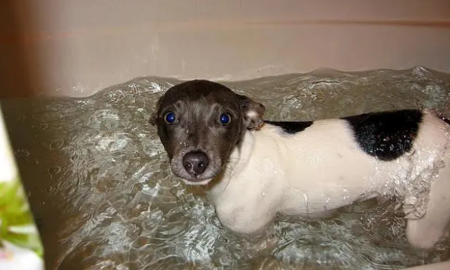 养小狗建议在家给它洗澡，简单干净，不易因宠物店感染皮肤病