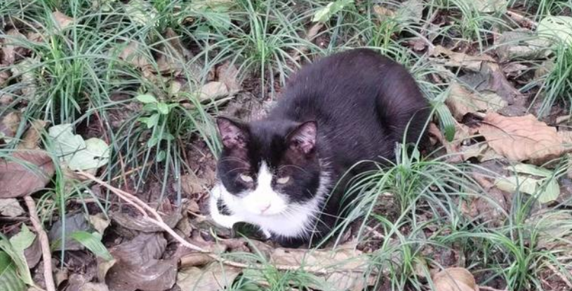 猫咪吃什么牌子的猫粮好？诺瑞猫粮值得推荐