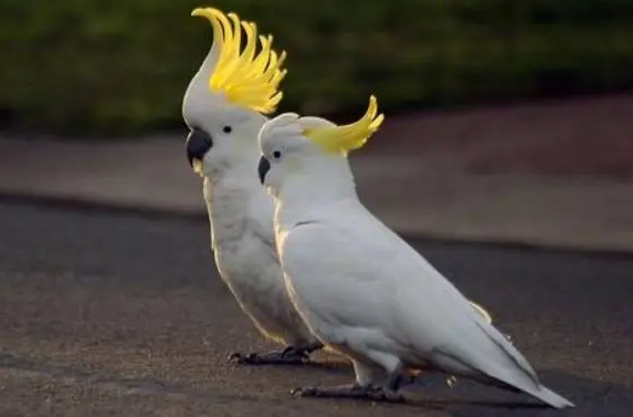 你们说，大白凤头鹦鹉和葵花鹦鹉有什么区别？