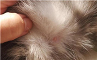 公猫肚子上长粉色痘痘，要根据情况而定！