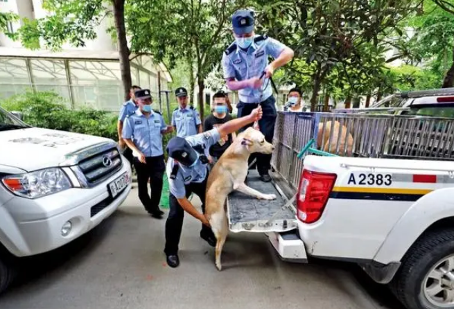 10岁男童被阿拉斯加犬咬伤抢救，犬伤人为何一再发生？