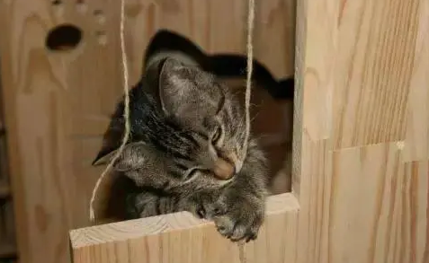 关于猫窝选购的一些建议。猫咪爱睡的猫窝，才是好猫窝