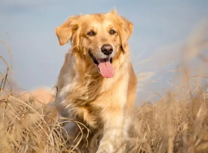 金毛幼犬腿瘸还能长好吗？试试这些方法！
