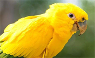 你们说，金黄锥尾鹦鹉是几级保护鸟类？