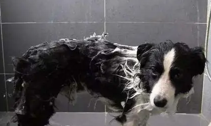 怎样给狗洗澡？