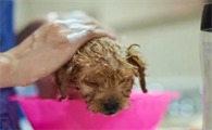 狗子洗澡洗不干净，用对方法，洗的干净还省时间