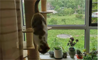 猫爬架有必要买吗？