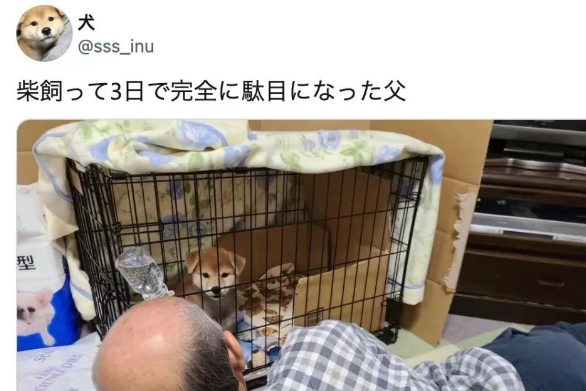 日本新晋网红柴犬出写真，每天等主人回家！