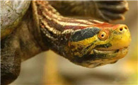 外观特别的红冠棱背龟，你了解吗？