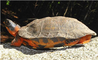 不知道木雕水龟是半水龟吗？看这里