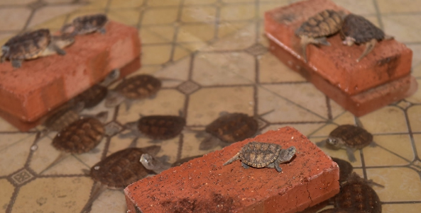 农民工返乡养乌龟，花十万买了一千多只幼龟，五年养殖 产值120万