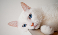 猫咪耳朵清洁小知识，你了解多少？