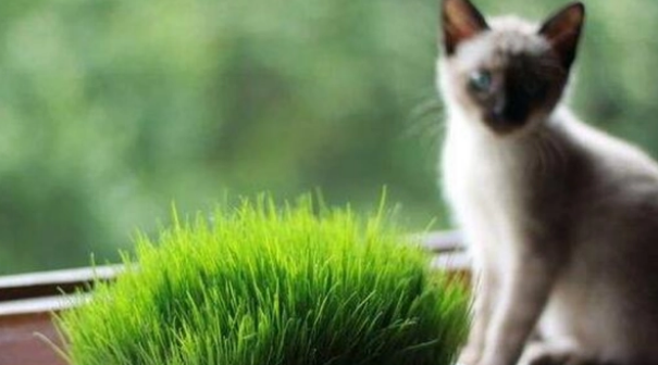 猫草是什么东西