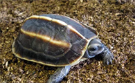 龟类小知识：三棱黑龟能长多大？