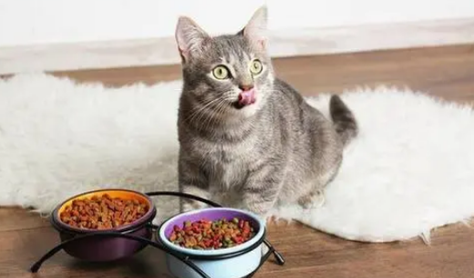 吃猫粮和吃饭的猫有什么区别？一起来看看