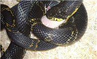 一篇关于棕黑锦蛇的科普小知识，快来收藏吧！