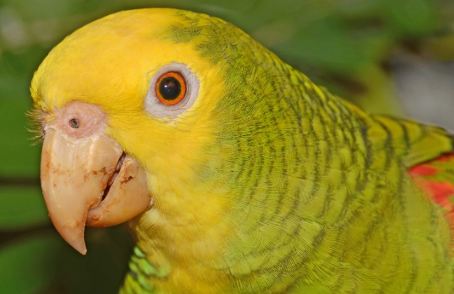 你们说，黄头亚马逊鹦鹉价格是多少？