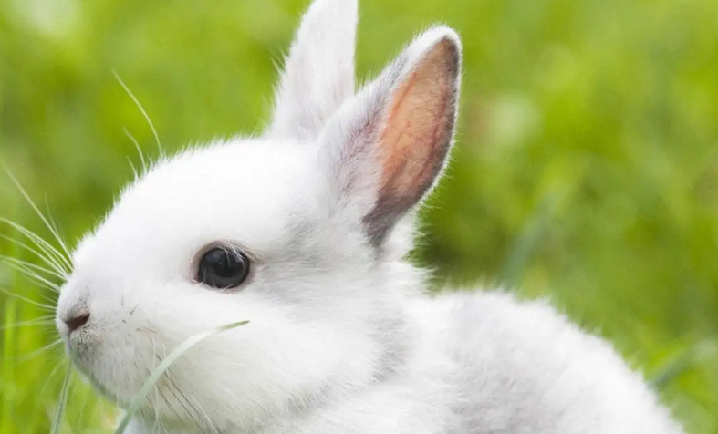 白兔和青紫蓝兔的区别，来看看吧