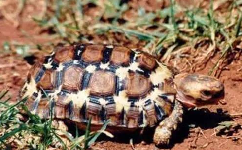 洛帕蒂折背陆龟应该怎么养？感兴趣的了解一下！