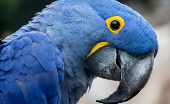 蓝紫金刚鹦鹉能说话吗？还是很厉害的