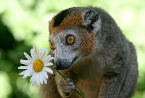 关于褐美狐猴的科普小知识你知道吗？
