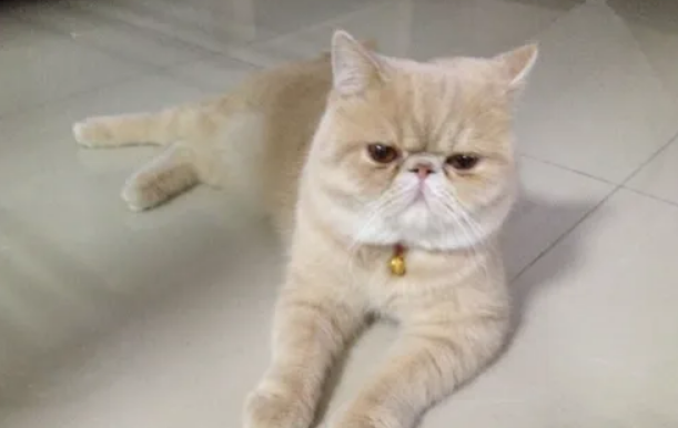 加菲猫为什么总是流眼泪？可能是先天问题