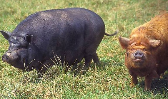 越南大肚猪和陆川母猪有什么区别呢？