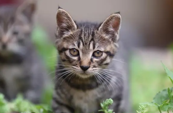 养猫经验：猫耳螨用什么药治疗的最彻底