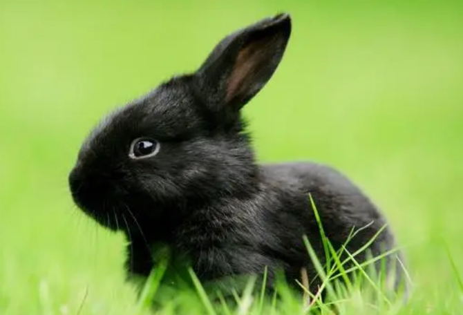 你们知道，兔子为什么突然跑来跑去？