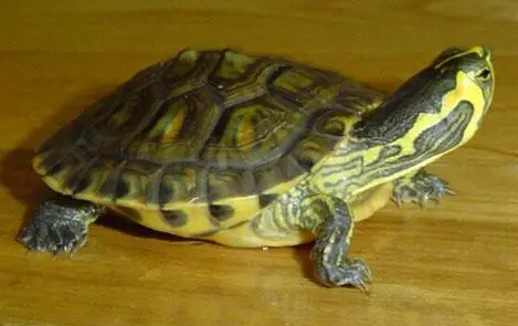黄腹滑龟怎么区分公母？来看看吧