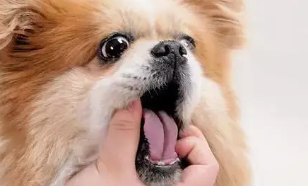 狗能吃阿莫西林消炎吗？有事吗