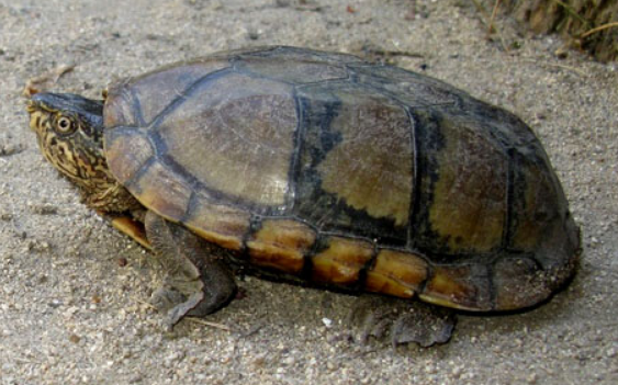 瓦哈卡泥龟的寿命是多少？好奇的朋友来看看