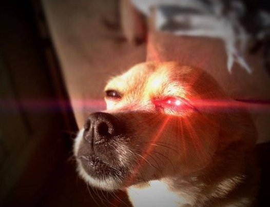狗的眼睛晚上会发光吗，才不会呢