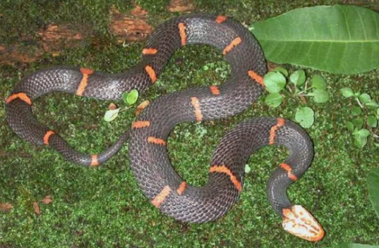 以绝食出名的“毒蛇”——喜玛拉雅白头蛇