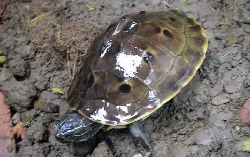 一篇关于缅甸孔雀龟的科普，快来看看吧~