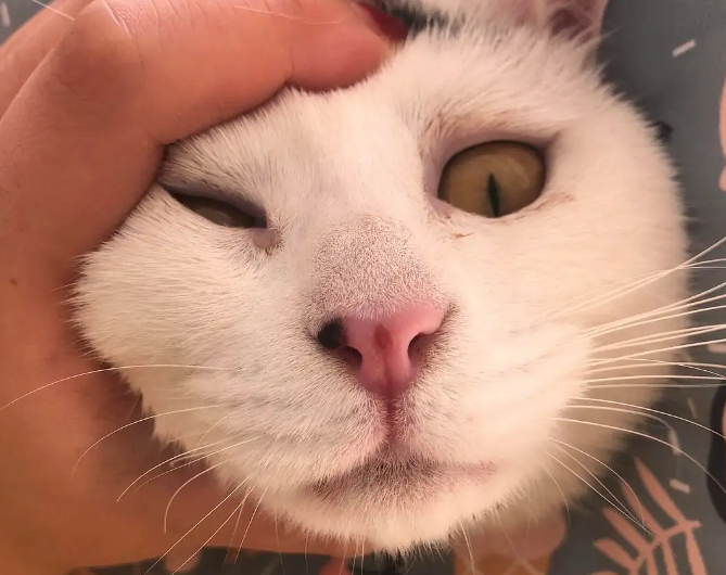 猫的鼻子由粉变黑怎么回事？来了解一下