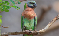 小绯胸鹦鹉怎么繁殖？这篇文章有答案！