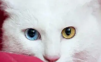 山东狮子猫有不良行为？主人要这么帮它改正！