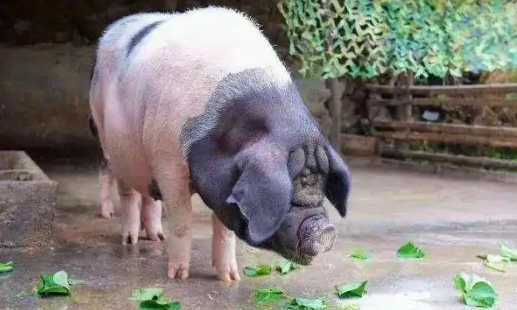 原产于安徽省黄山市的皖南花猪，吃起来口感如何？