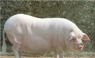 赣州白猪什么样的猪种？来了解一下