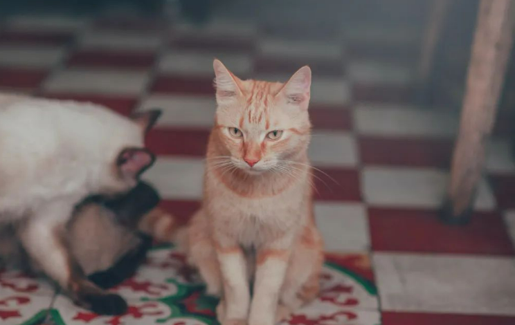 左手咖啡右手抱猫，宠物餐厅卫生风险谁来监管？