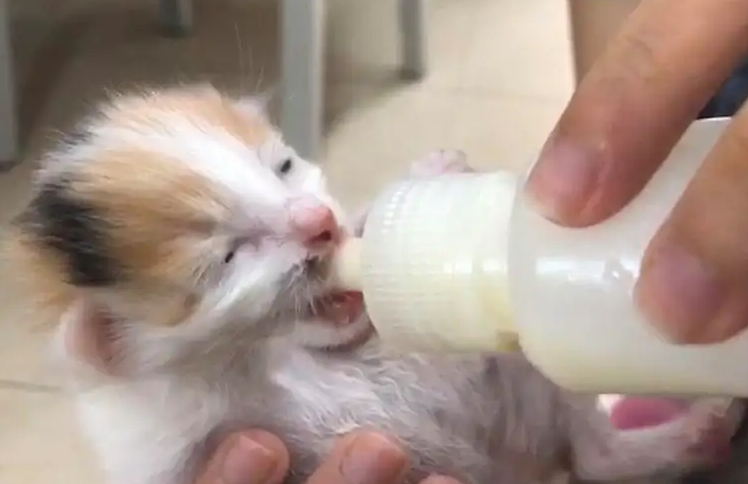 怎么喂刚出生的小猫喝奶？看完你就明白了！