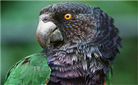 一份关于帝王亚马逊鹦鹉的科普，欢迎查阅！