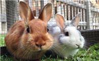 兔粮可以放多久 关于喂食兔粮的注意事项