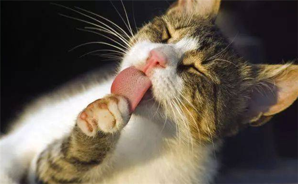 猫的舌头作用是什么？原来竟有如此多功能