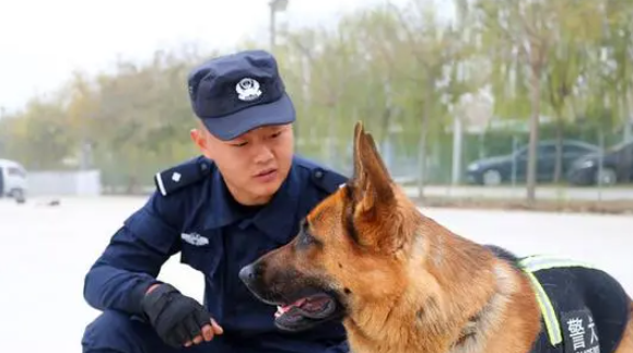 警犬不是狗，它是我们忠诚的战友